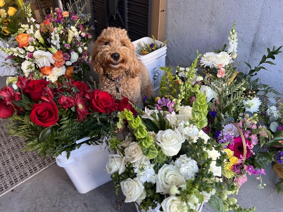 Theo the Dog Amongs Flowers